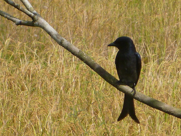 Customer review Mai Globe Travels