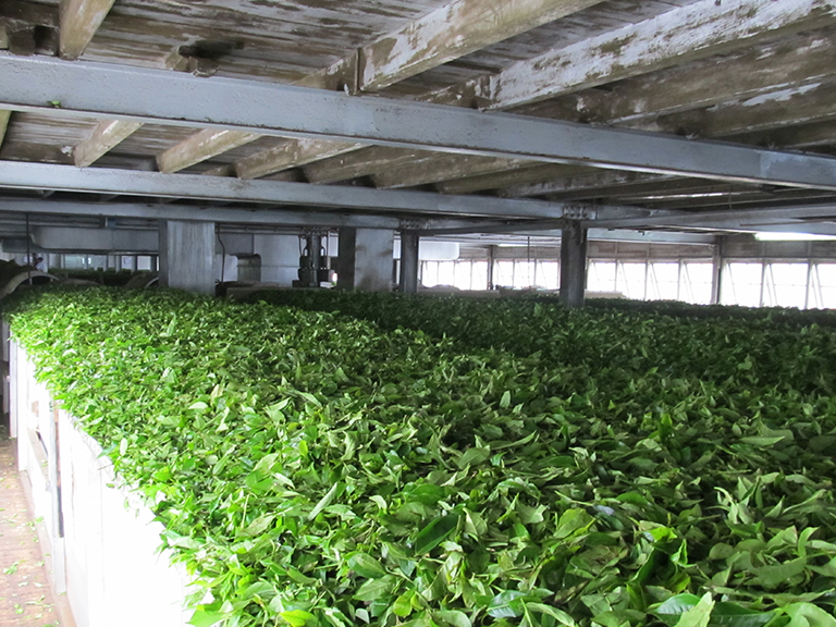 Customer review Mai Globe Travels