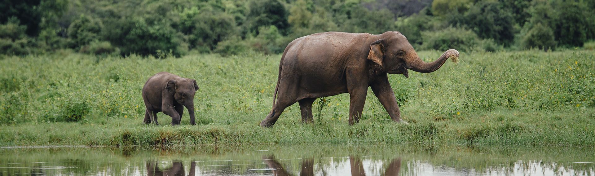 Sri Lanka Travel guide