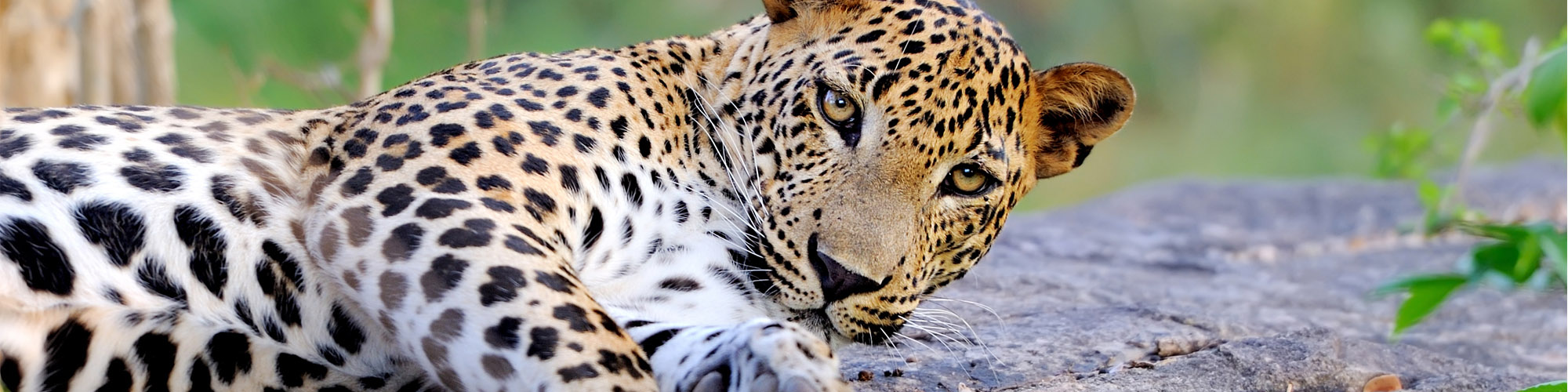 Wildlife Experiences in Asia