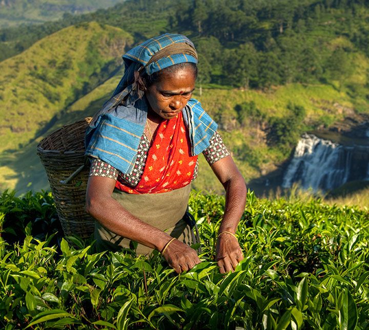 Tea Plantation - Lady Plucker - Hills